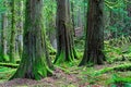 Western red cedar tree, The Bluffs, Galiano Island, BC Canada