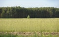 Forest, blurred ripen wheat field, blue sky