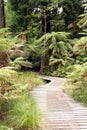 Forest boardwalk