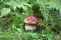 Forest Boletus edulis in the grass. Penny bun, cep, porcino little mushroom Royalty Free Stock Photo