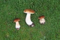 Forest Boletus edulis lying on the grass. Penny bun, cep, porcino mushrooms gathered Royalty Free Stock Photo