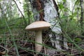 Forest boletus mushroom grows in the forest in the grass near an old birch tree