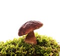 Forest boletus mushroom on white background