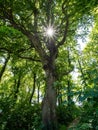 Forest in Bosherton lily ponds, Wales Royalty Free Stock Photo