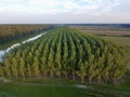 The forest, Bosut river