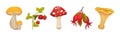 Forest Botany Element with Mushroom, Wild Strawberry and Hawthorn Vector Set