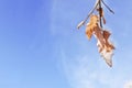 Forest branch with dry orange leaves against blue cloudy sky Royalty Free Stock Photo