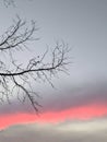 Forest branches in winter against a blue sky. Naked Silhouette a tree against a background of sky Royalty Free Stock Photo