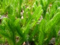 Forest bright light green low moss close-up