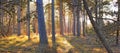 A forest with bright sun light shining through tall trees during sunrise in the morning. A landscape of scenic woods