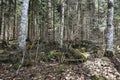 Forest with broad-leaved and conifer trees near KlÃÂ¶ntalersee lake