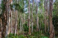 Forest of broad-leaved paperbark trees Melaleuca quinquenervia - Tree Tops Park, Davie, Florida, USA Royalty Free Stock Photo