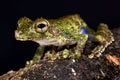 Forest Bromeliad Treefrog, Osteocephalus cabrerai Royalty Free Stock Photo