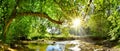 Forest with brook and bright sun