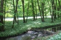 Forest with brook between Mmajdan and Rybaren in Majdan Male Karpaty mountains near Horne Oresany, west Slovakia Royalty Free Stock Photo