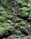 Forest brook running down the mossy hills Royalty Free Stock Photo