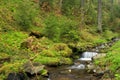 Forest brook running over mossy