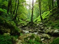 Forest brook streaming in The Caspian Hyrcanian forests , Iran Royalty Free Stock Photo