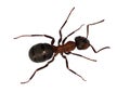 Forest brown ant top view