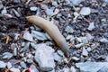 Forest brown slug crawling on grey small stones