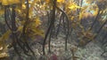 Forest of brown stalked kelp Ecklonia radiata