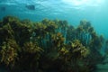 Forest of brown stalked kelp Royalty Free Stock Photo