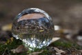 Forest through a bruning glass Royalty Free Stock Photo