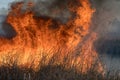 Forest brush grass wild fire flames burning prescribed burn global warming Royalty Free Stock Photo