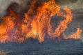 Forest brush grass wild fire flames burning prescribed burn global warming Royalty Free Stock Photo