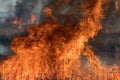 Forest brush grass wild fire flames burning prescribed burn global warming Royalty Free Stock Photo