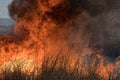 Forest brush grass wild fire flames burning prescribed burn global warming