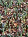Forest with budding daffodils, Narcissus, in the late winter.