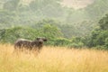 Forest buffalo Conkouati-Douli national park, Congo.