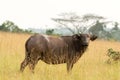 Forest buffalo Conkouati-Douli national park, Congo.