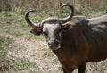 Forest buffalo standings and looking at camera Royalty Free Stock Photo