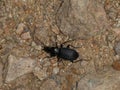 Big black beetle bug in the forest Royalty Free Stock Photo
