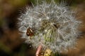 Forest bug on a dandelion Royalty Free Stock Photo