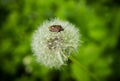 Forest bug on dandelion fluffy seeds Royalty Free Stock Photo