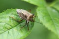 Forest bug Royalty Free Stock Photo