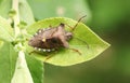 A Forest Bug Pentatoma rufipes perched on a leaf.