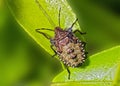 Forest Bug - Pentatoma rufipes resting on a leaf.