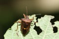 A Forest Bug or Red-legged Shield Bug,  Pentatoma rufipes, standing on an eaten leaf in woodland in the UK. Royalty Free Stock Photo