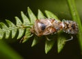 Forest bug or red-legged shieldbug mating on a tree leaf Royalty Free Stock Photo