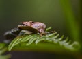 Forest bug or red-legged shieldbug mating on a tree leaf Royalty Free Stock Photo