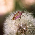 A forest bug is sitting on a dandelion Royalty Free Stock Photo