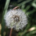 A forest bug is sitting on a dandelion Royalty Free Stock Photo