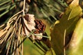 Forest bugs with a red-black back on dry leaves. Bedbugs, Firebugs.