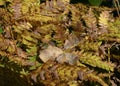 Forest bugs on yellowed fern leaves in autumn Royalty Free Stock Photo