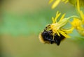 Forest bumblebee on a flower