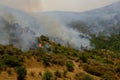 Forest burned by the arsonists Royalty Free Stock Photo